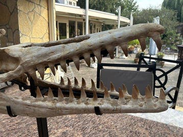 Mosasaurus - Fossiele schedel - Halisaurus sp - 52 cm - 60, Verzamelen