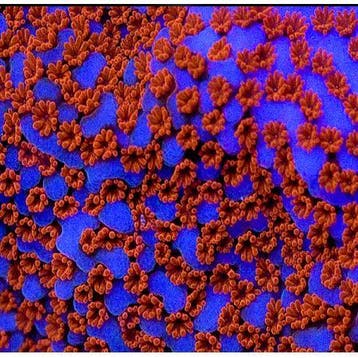 Montipora Superman Frag (Ong. 3 cm)