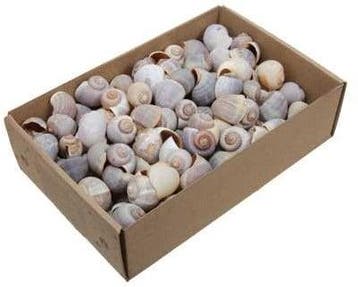 Nattai Polinices Policinus schelpen 500 gram, Nieuw