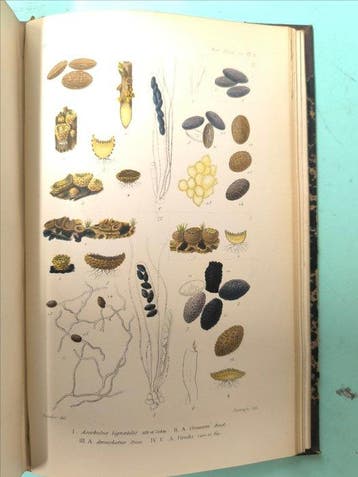 Adolphe Brongniart & Joseph Decaisne - Annales des Sciences, Antiek en Kunst