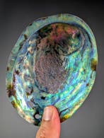 Pua Abalone Zeeschelp - Haliotis iris (Zonder minimumprijs), Verzamelen, Nieuw