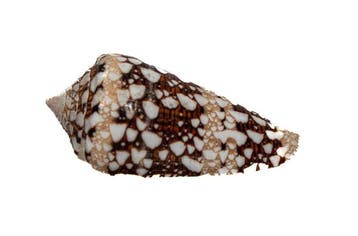 Exquisiet verzamelobject: Conus ammiralis (Admiralskegel) in, Antiek en Kunst