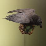 Raaf Taxidermie Opgezette Dieren By Max, Ophalen of Verzenden, Nieuw, Vogel, Opgezet dier