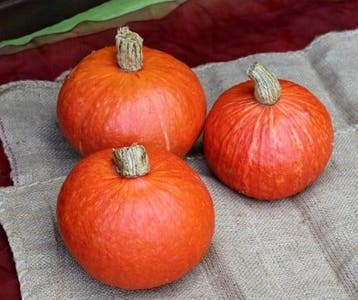 Madiba F1 Kabocha Buttercup Pompoen kleinverpakking, Nieuw