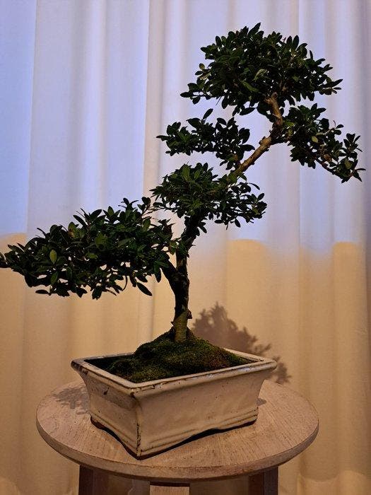 ilex bonsai (japanse hulst) - Hoogte (boom): 35 cm - Diepte, Antiquités & Art, Curiosités & Brocante
