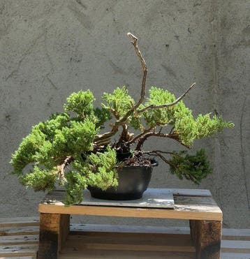 Jeneverbes bonsai (Juniperus) - Hoogte (boom): 25 cm -