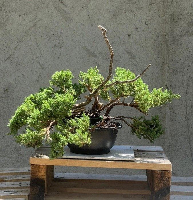 Jeneverbes bonsai (Juniperus) - Hoogte (boom): 25 cm -, Antiek en Kunst, Curiosa en Brocante
