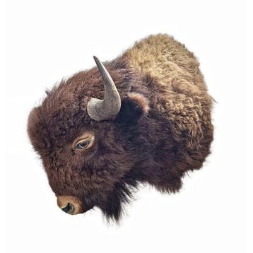 Bison américain Support dépaule pour taxidermie - Bison