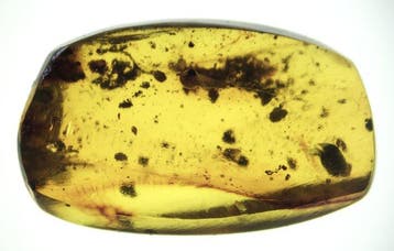 Birmese barnsteen - Barnsteen - 10 Burmese Amber Fossils