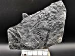 Fougère - Plante fossilisée - Sphenopteris schwerini Stur