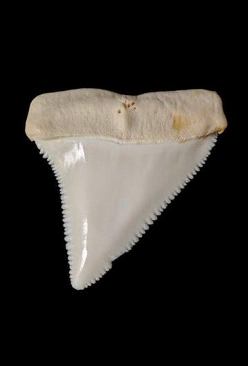 Witte haai Tand - Carcharodon carcharias - 45 cm - 44 cm - 7, Nieuw