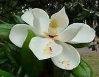 Geurolie Magnolia voor melts kaarsen en zeep 20 ml, Hobby en Vrije tijd, Knutselen, Nieuw