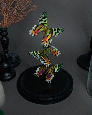 Papillon Support de corps entier pour taxidermie - Urania