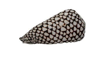 Uitzonderlijke 100 mm GIANT Conus marmoreus - Prachtige