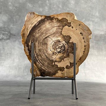 Superbe tranche de bois pétrifié sur un socle personnalisé.