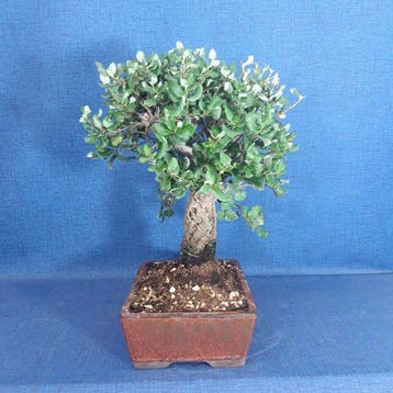 kurkeiken-bonsai (Quercus suber) - Hoogte (boom): 34 cm -
