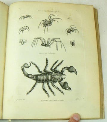 James Barbut - The Genera Insectorum of Linnaeus,