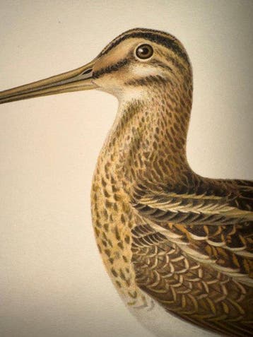 von Wright - 4 Snipe / Woodcock prints, Nieuw