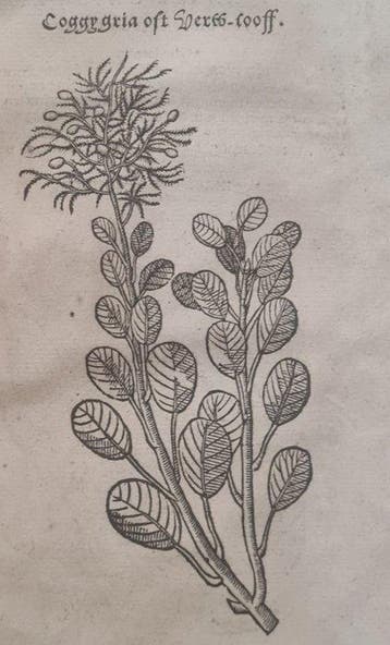 Rembertus Dodonaeus - 50 houtsnedes uit het Cruydt-boeck, Antiquités & Art