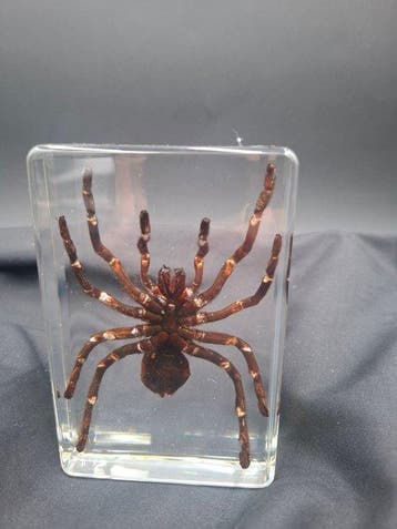 Migale Taxidermie volledige montage - Brachypelma hamorii -, Antiek en Kunst