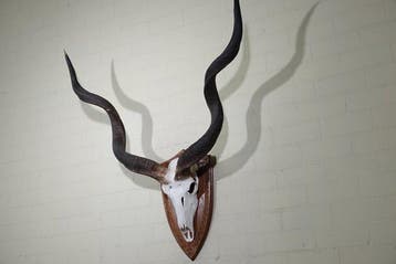 Greater Kudu Schedel - Tragelaphus strepsiceros - 45 cm -, Verzamelen, Nieuw