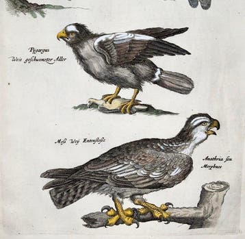 Matthäus Merian (1593-1650) - hand coloured folio: Eagles,