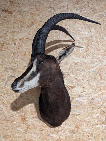 Antilope sable Support mural pour taxidermie - Hippotragus