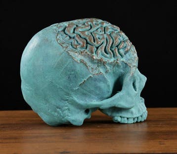 sculptuur, TESCHIO CON CERVELLO ESPOSTO - 17 cm - Hars -