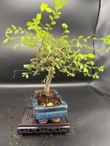 Bonsaï Orme Japonais (Zelkova) - Hauteur (arbre) : 22 cm -