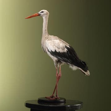 Ooievaar Taxidermie Opgezette Dieren By Max, Ophalen of Verzenden, Opgezet dier