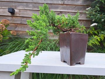 Jeneverbes bonsai (Juniperus) - Hoogte (boom): 10 cm -