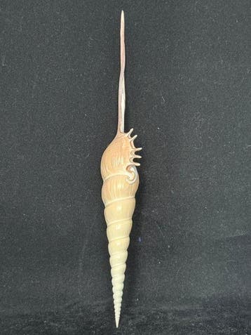 Escargot de mer Coquillage marin - S-561 TIBIA FUSUS (Sans, Antiek en Kunst