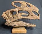 Fossiele schedel - Proceratosaurus - Museum-Grade Replica -