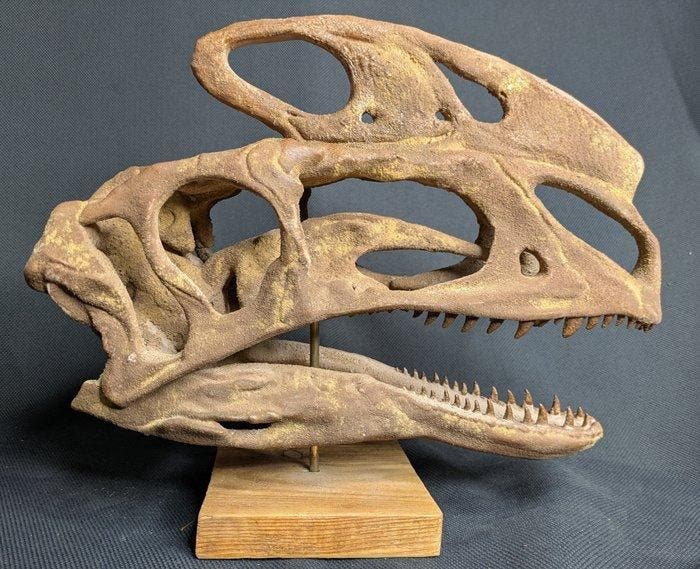 Fossiele schedel - Proceratosaurus - Museum-Grade Replica -, Collections, Minéraux & Fossiles