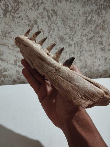 Mosasaurus - Gefossiliseerd dier - 31.5 cm - 8 cm, Verzamelen
