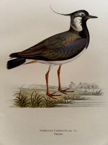 von Wright - 2 prints of Vanellus Vanellus - Northern, Nieuw