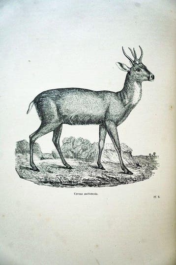 Dr Chenu - Encyclopédie dHistoire Naturelle ou traité