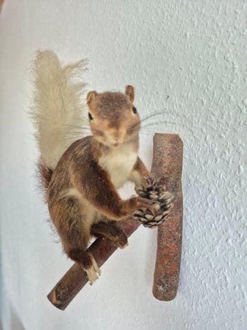 Eekhoorn met dennenappel Taxidermie volledige montage -, Nieuw