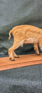 Marcassin Support mural pour taxidermie - Sus scrofa -, Collections