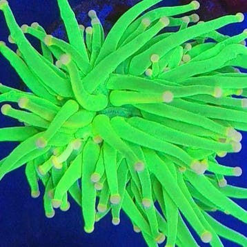 Euphyllia Glabrescens TOD Torch (2 koppen)