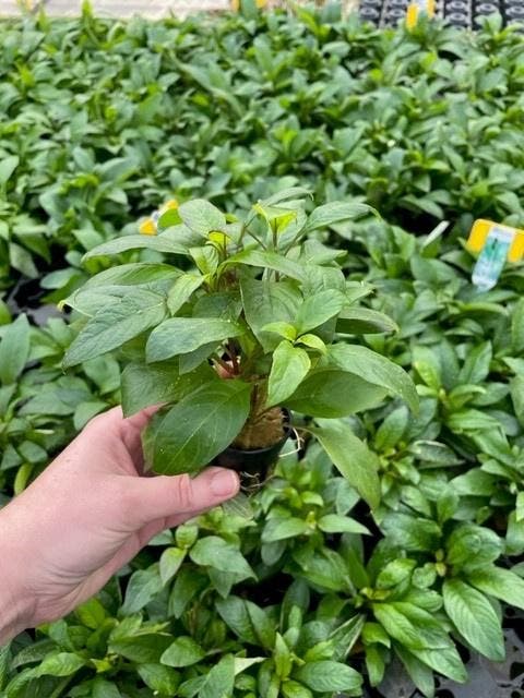 Nomaphila Siamensis (Aquariumplanten, Aquarium producten), Dieren en Toebehoren, Vissen | Aquaria en Toebehoren, Plant(en), Steen of Hout