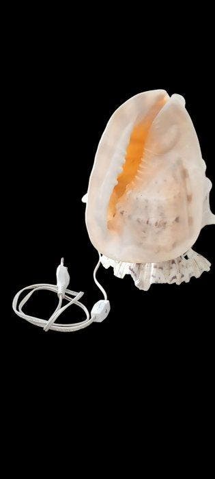 Zeeslak Zeeschelp - Cypraecassis rufa / Cassididae (Zonder