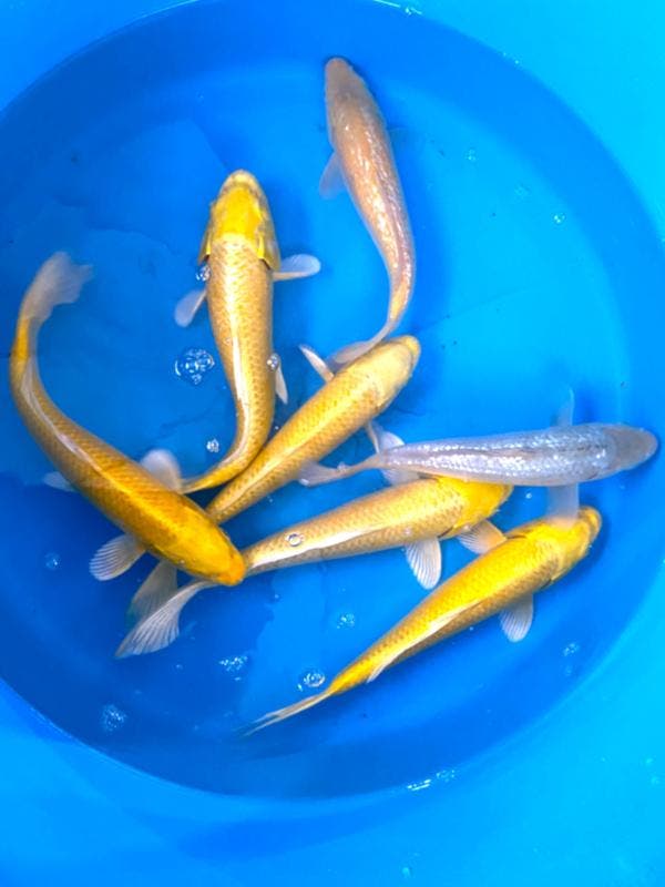 Hirasawa Marusei 27-32cm (Japanse Koi), Tuin en Terras, Vijvers, Nieuw, Ophalen of Verzenden