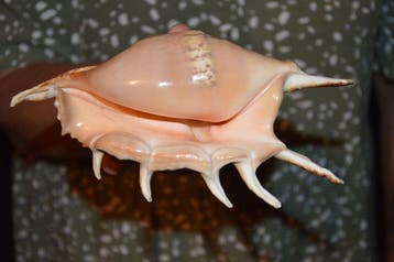 Escargot de mer Coquillage marin - S-419 LAMBIS LAMBIS (Sans