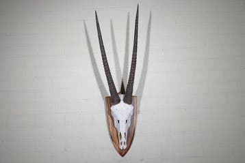 Crâne de gemsbok Crâne de mammifère - Oryx gazella - 115 cm, Nieuw