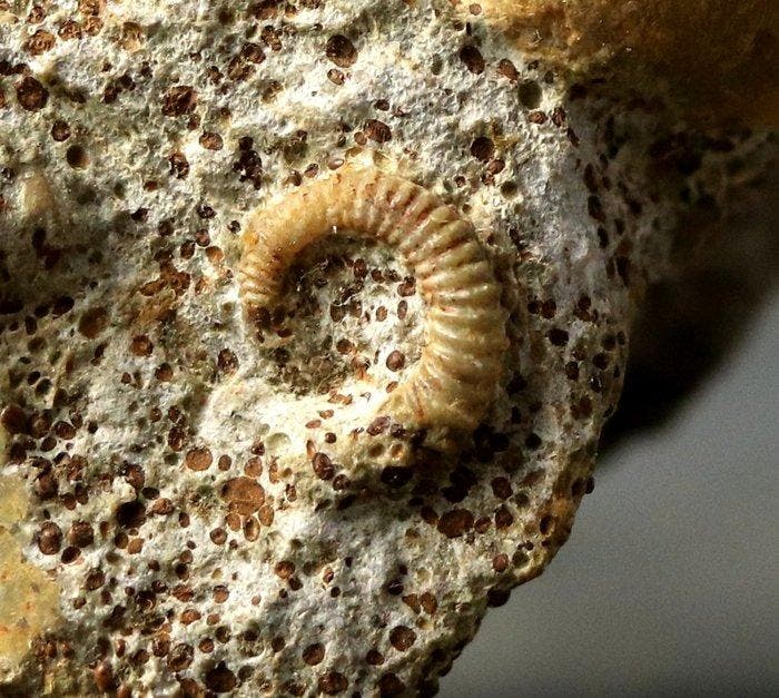 Zeldzaam - Een fraaie niet-gespiraliseerde ammoniet en 2, Verzamelen, Mineralen en Fossielen