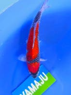 HQ Goshiki van  Yamaju  37cm (Japanse Koi), Ophalen of Verzenden, Nieuw