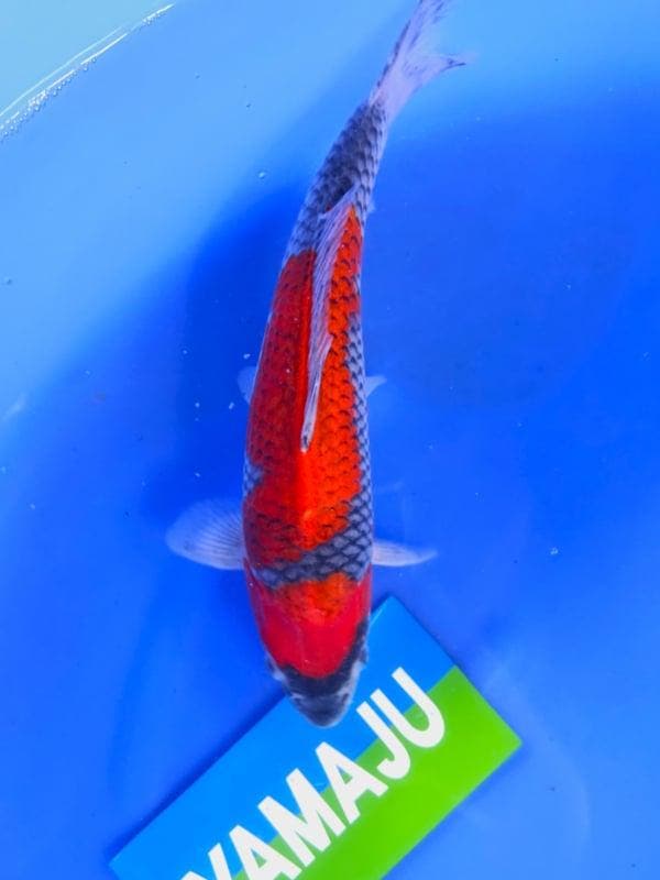 HQ Goshiki van  Yamaju  37cm (Japanse Koi), Jardin & Terrasse, Étangs, Enlèvement ou Envoi