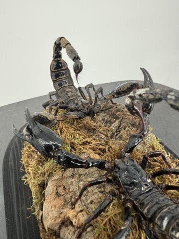Des scorpions sous une cloche Support de corps entier pour