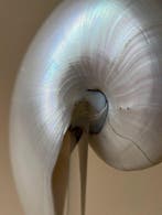 Nautile Coquillage marin - Fibonacci Spiral -